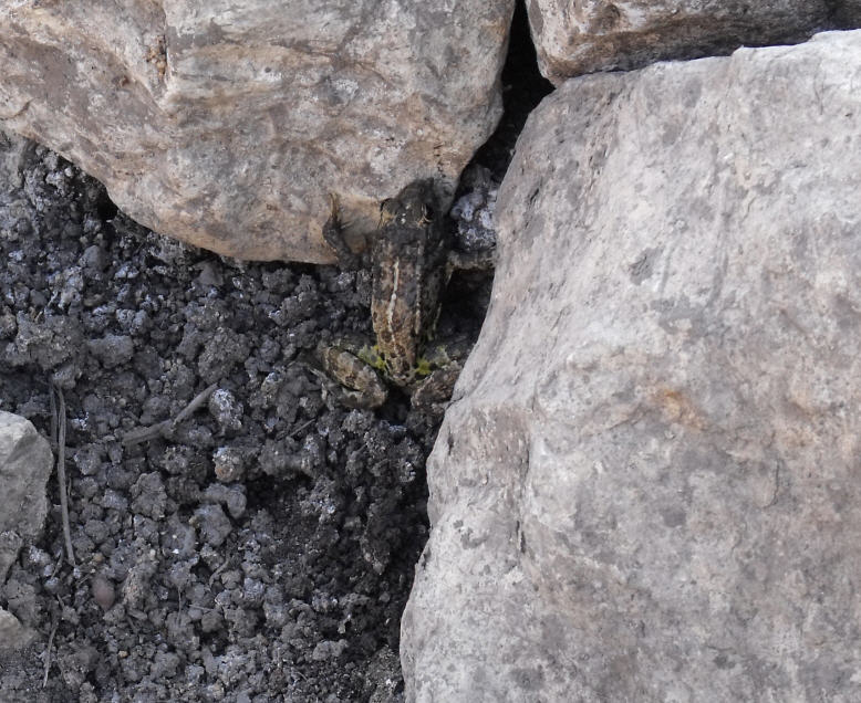 Pelophylax sp. (Sicilia)